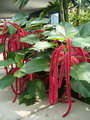 Acalypha Hispida